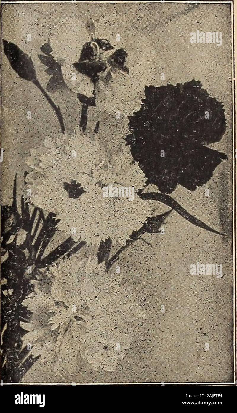 Dreer ist Herbst Katalog 1918. Oder für den Steingarten, einen überdachten Veith schön tief, blau flowersduring im Sommer und Herbst. 20 cts. Jedes; $ 2,00 perdoz.; $ 12,00 pro 100. POL, EMONIUlI (Jacob. Leiter) Reptans. Nützliche Grenze Pflanzen, ca. 12 Zoll hoch, gelingt am besten in apartially halbschattigen Platz; tief grün, fein geschnitten Blattwerk, Blätter und Spitzen der showyblue blüht im Mai und Juni. 20 ct". Jede; $: 2,00 pro dtz.; $ 12,00 pro 100. HARDY GARTEN PINKS alte Favoriten, Lager ihren süßen, Nelke duftende Blumen in der größten profu - sion im Mai und Juni, die Sie für die Kante der harten unerlässlich sind. Stockfoto