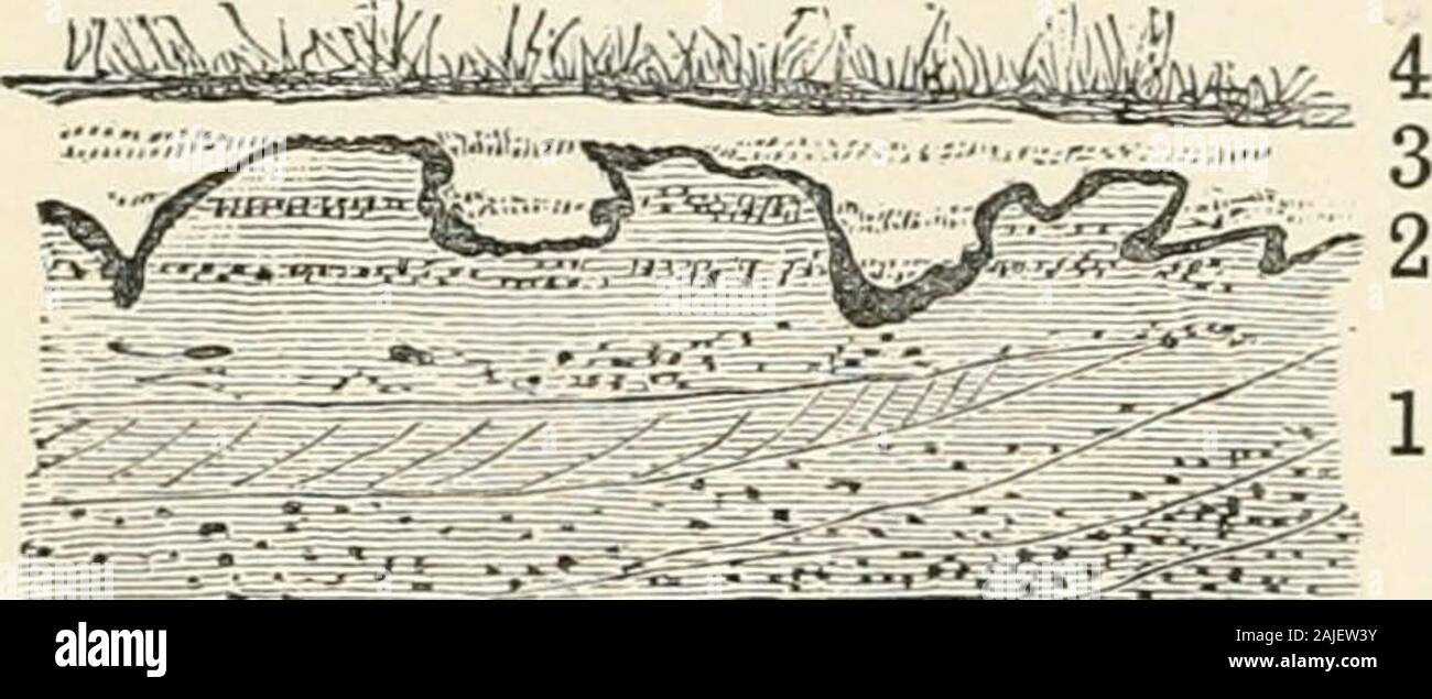 Die Geologie der Böden und Substrate, mit besonderem Bezug auf die Landwirtschaft, Fincas und sanitären Einrichtungen. rot und gehört nur Tone zu unrein, und vor allem an diejenigen, die Oxid Eisen enthalten. . Purekaolin, Masse in einem Mörser mit einer kleinen Menge von 4, Schwarz Moorboden. 3, gebleicht Kies. 2, unregelmäßige schwarze carbonacc - ° us-band. J&gt; Ochivous Kies, mit obliquelamination sandybeds angezeigt. Tiefe der Grube, $ Füße. Abb. 9. - ABSCHNITT IX KIES - Grube in der Nähe von EASTHAMPSTEAD, Berkshire. (J. Prestwich.*), Wasser, strahlt einen leichten Geruch, der allerdings becomesmuch sinnvoller, wenn auch ein wenig sesquioxide aus Eisen beadd Stockfoto