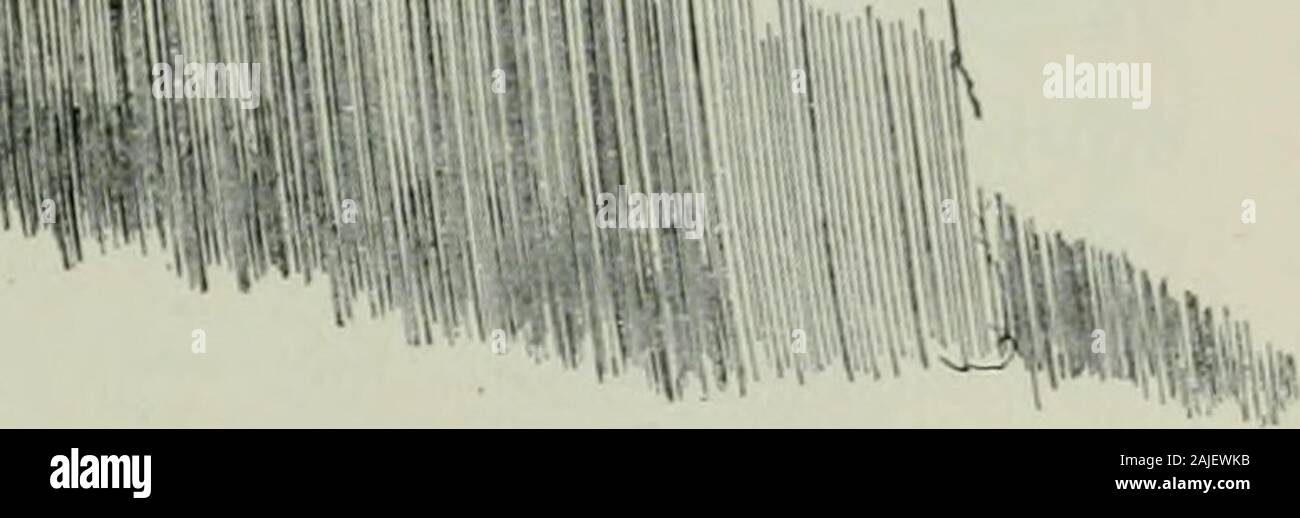 American Journal der Physiologie. Abbildung 2. - Ein Streifen des Ventrikels in eine Lösung von Rohrzucker um 10.20 Uhr notcontract gelegt hat. Um 11.35 war es zu einem 0,7 Prozent Natriumchlorid Lösung, wenn man die Schläge sofort begann übertragen. Dann haben Lösungen von Natriumchlorid in Zucker, die nicht startbeats und andere, die werden. Die effektive Lösungen sind jene mit thegreater Prozentsatz CJf Natriumionen in ihnen. Diese Tatsache kann Dämon sein - auf eine andere Weise gezeigt. Eine Lösung von lithiumchlorid equimolecularwith 0,7 Prozent Natriumchlorid hat keine Macht rhythmiccontractions in isolierten Streifen zu starten Stockfoto