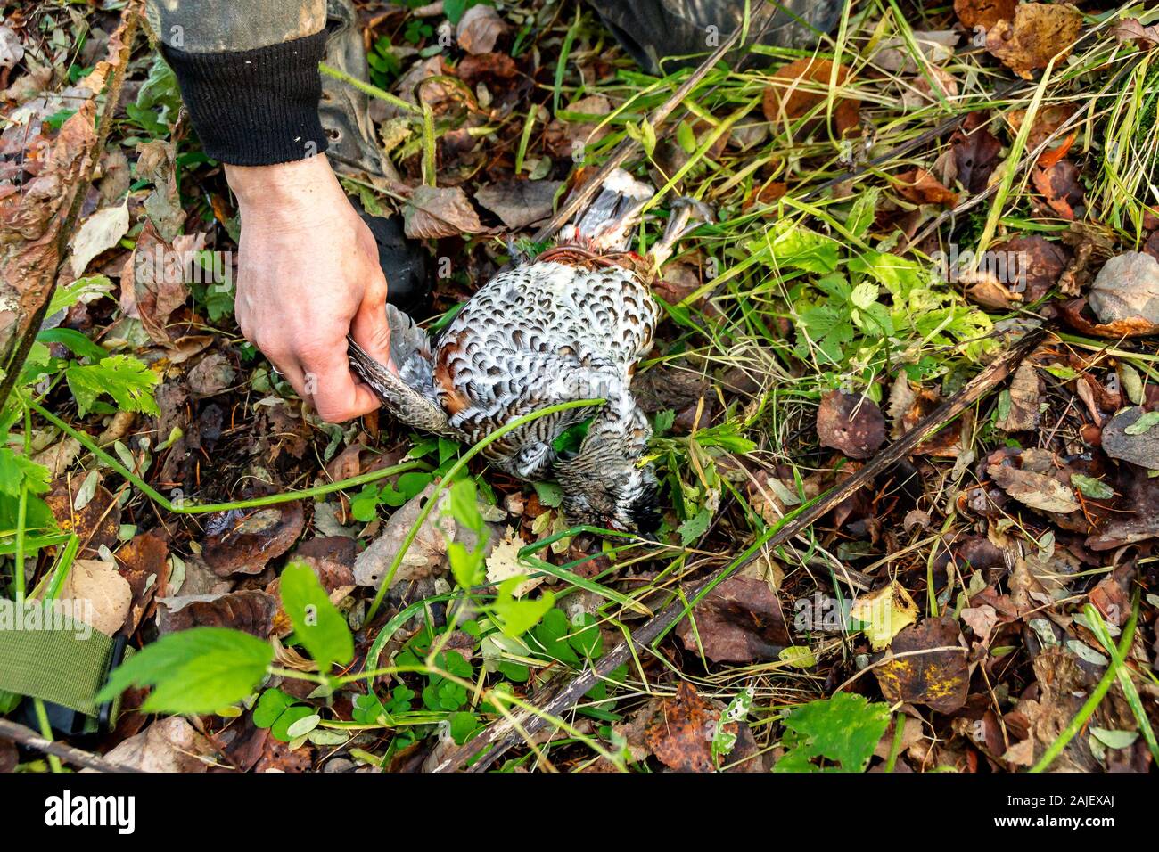 Hunter untersucht niedergeworfene Grouse, Herbst Jagd und Wilderei Stockfoto