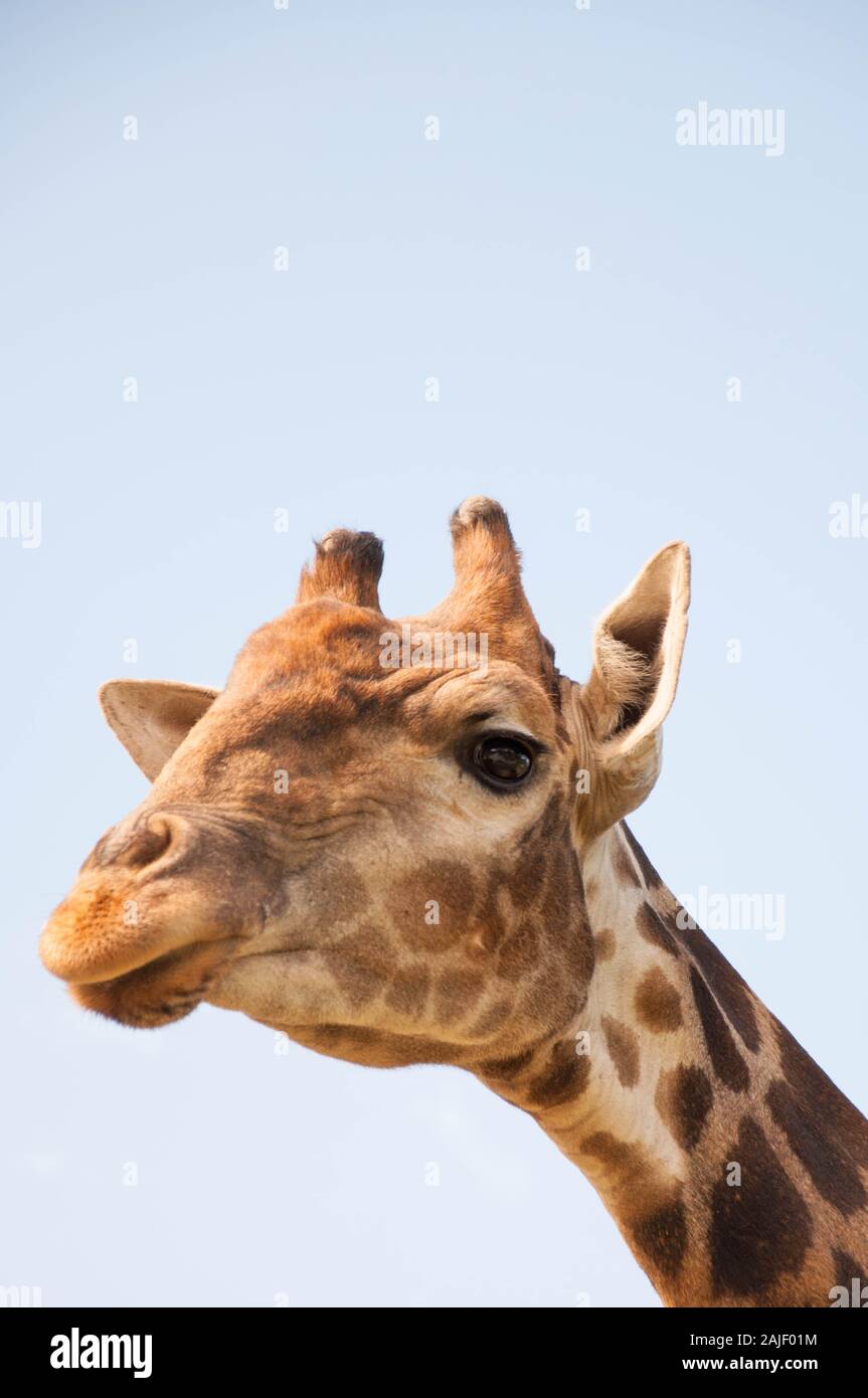 Giraffe auf dem Hintergrund von Himmel und Bäumen, steht in der Korrale, in der Nähe Stockfoto
