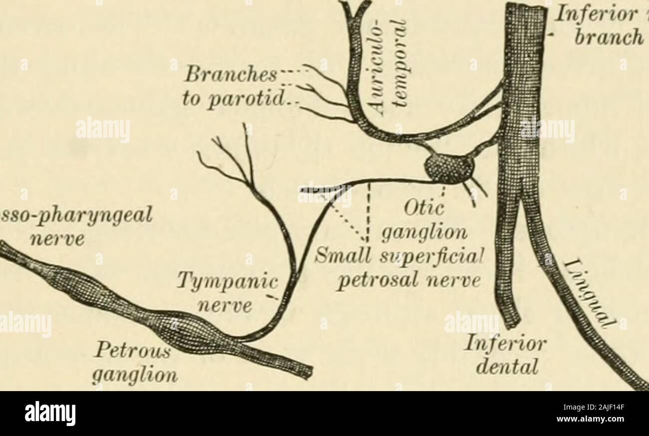Ein amerikanisches Lehrbuch der Physiologie. Ition für diese drei Paare von largeglands eine Anzahl von kleinen Drüsen, die sowohl für die albuminous und die* Arckivfiir mihroskopische Anatomie, 1893, Vol. 42, S.&lt;S 2. Sekretion. 159 schleimige Typen befinden sich in der Schleimhaut des Mundes andtongue eingebettet. Das Sekret dieser Drüsen tragen zur Bildung von thesaliva. Der Verlauf der Nerv-Fasern die Versorgung der großen speicheldrüsen ist Interesse - ing im Hinblick auf die physiologischen Ergebnisse Ihrer Anregung. Die descriptionhere gegeben gilt insbesondere für deren Anordnung in den Hund. Die Stockfoto