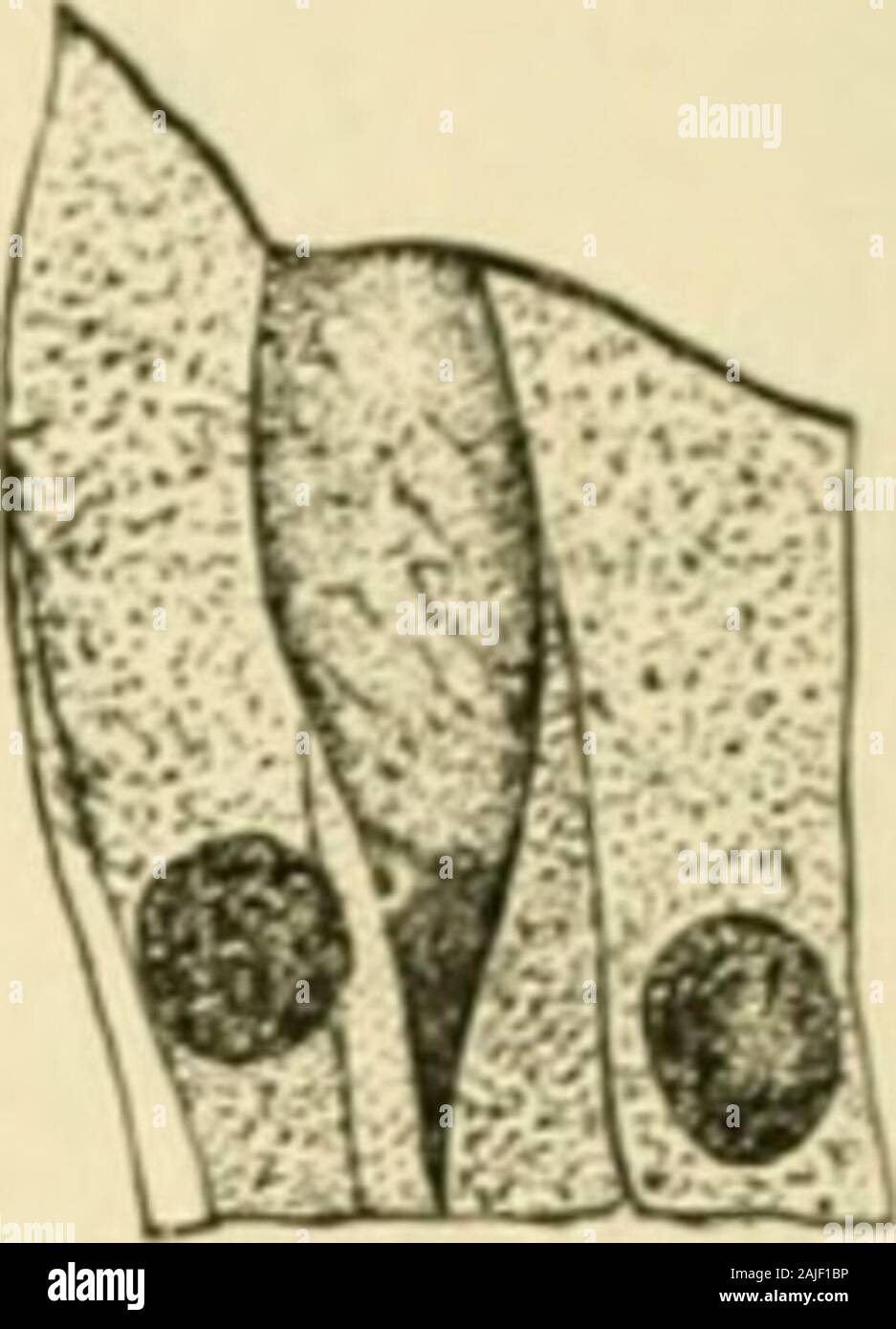 Ein amerikanisches Lehrbuch der Physiologie. Abb. 67.- Bildung von Absonderung von Schleim in der becherzellen: ^, Zelle mit mucin; 5, Escape of mucin; C, nach der Flucht des mucin (nach paneth). fectly bekannt. Nach Bizzozero^ Sie sind eine Vielzahl der Zelle andare genetisch nicht im Zusammenhang mit der gewöhnlichen granulare Epithelzellen durch whichthey sind umgeben. Nach anderen, jeder der Säulenförmige epithelialen cellsmay ein Kelch Zelle werden durch die Bildung von mucin in seinem Innern, Andafter tiie mucin extrudiert die Zelle regeneriert seine proto]) lasm und becomesagain Eine ordentliche ep Stockfoto