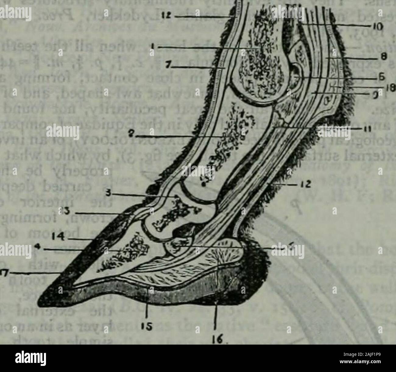 Die Encyclopedia Britannica; ein Wörterbuch der Künste, Wissenschaften, Literatur und allgemeinen Informationen. oder Der phalangen. Im Vordergrund Bein die Sehne des thismuscle (das entspricht der extensor minimi seiner antireflektiven des Menschen) erhält einen Zettel ab, dass der wichtigsten extensor und insenedinto der ersten Phalanx. In den Hind-Bein (wo es die homologueapparently Der peroneus brevis des Menschen) die Sehne becomesblended mit der großen extensor. Eine starke ligamentous Band hinter dem metapodium, die fromnear der oberen Extremität der posterioren Oberfläche, teilt in twoat sein unteres Ende, ein Stockfoto