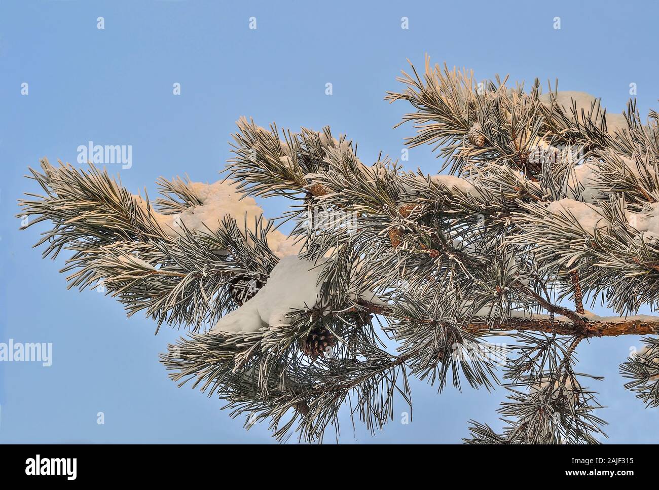 Weißer Schnee und Raureif auf Pine Tree Branch mit Kegeln in der Nähe auf und blauer Himmel. Grüne Nadeln von Koniferen Baum mit Rauhreif bedeckt bei Sunshine Stockfoto