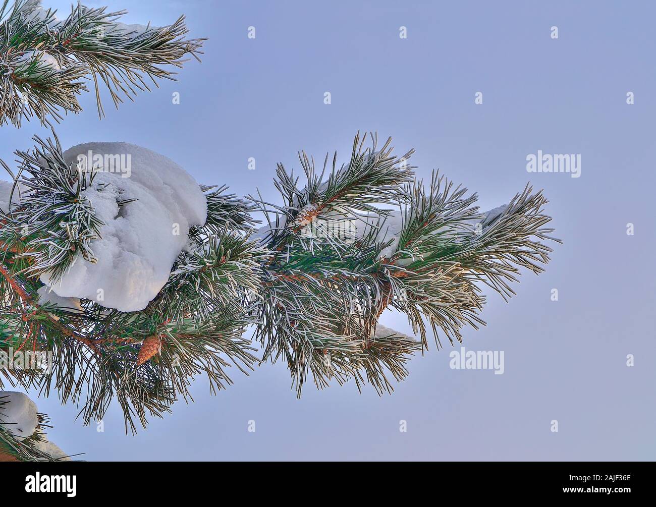 Weißer Schnee und Raureif auf Pine Tree Branch mit Kegeln in der Nähe auf und blauer Himmel. Grüne Nadeln von Koniferen Baum mit Rauhreif bedeckt. Detail der Stockfoto