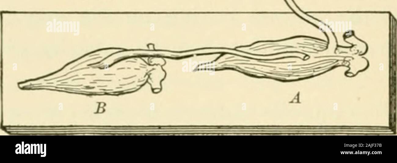 Ein amerikanisches Lehrbuch der Physiologie. rritable Nerv war schnell geschlossen. 3. Ströme von Maßnahmen im Muskel. - Genau wie der sterbende Gewebe von Nerven iselectrically negativ im Vergleich zu normalem Gewebe, so aktiv Nerv - andmuscle-Gewebe ist elektrisch negativ im Vergleich mit ruhenden Gewebe. Du Bois-Reymond entdeckt, dass, wenn die Normale längs der Oberfläche andinjured Schnitt einen Muskel mit einem Galvanometer und der musclewere tetanized verbunden waren, der Magnet zurück in die entgegengesetzte Richtung der deflec-tion, die es von der aktuellen der Rest erhalten hatte, schwang. Diese nach hinten schwingen des Magneten Stockfoto