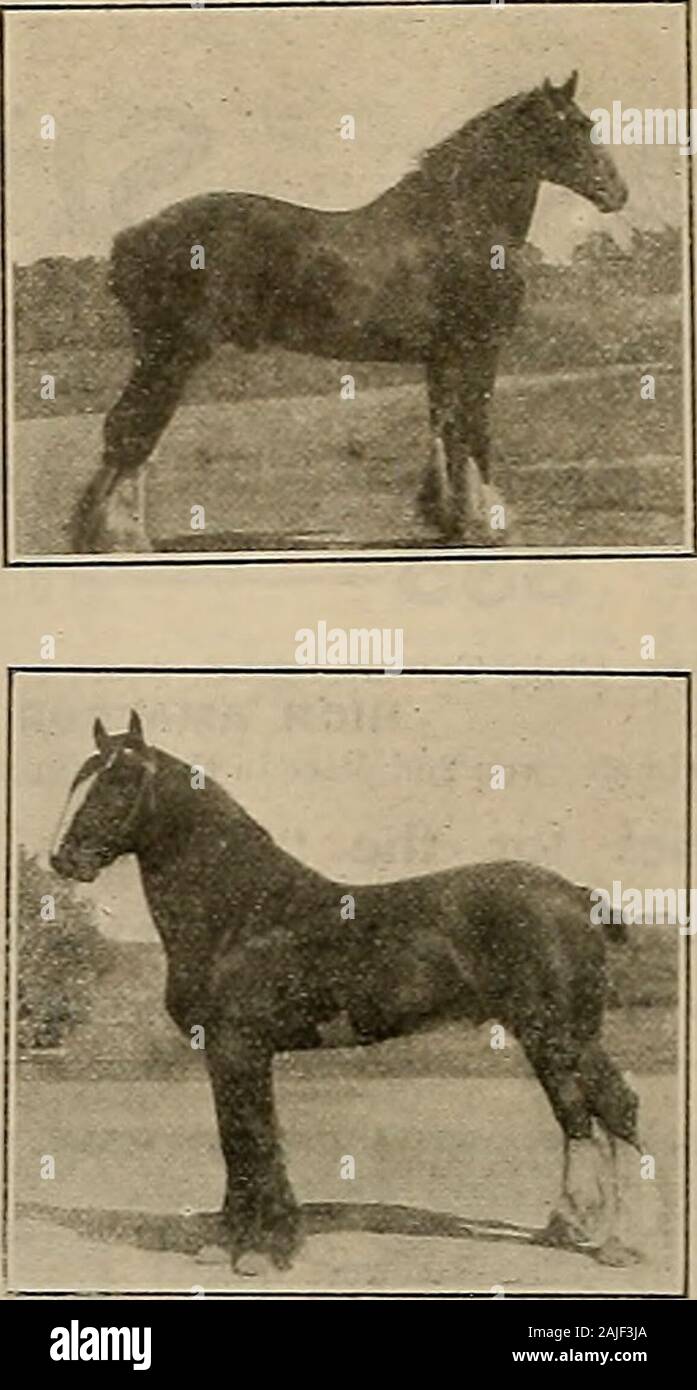 Züchter und Sportler. Montbaine Reg, Nr. 48667, der SOHN DES MCKO 24457 (Futurity sire) und KremMarie&lt; Mutter von 4 in 2: 30) durch den Kreml. T--5: Zweite dam Maymont durch Schwarze-Mont; dritte Dam kann Holz durch Schwarz-Holz, etc. Montbaine ist eine reiche, Mahagoni baystands 16 Hände. Ein Grand individuabred Geschwindigkeit und seine colts an theSacramento Rennstrecke zeigen thathe macht, Sire. Er ist sicher, dass Fohlen Getter und wird al-lowea Eine begrenzte Anzahl von mareaby besondere Vorkehrungen mit S. W. H0 D6 ES, 4416 Stanford Ave., Sacramento, zu dienen. Die Imp. Shire StallionsRAMPTON Präsident Reg, Nr. 27692, geboren 1908. Durch Ro gezeugt Stockfoto