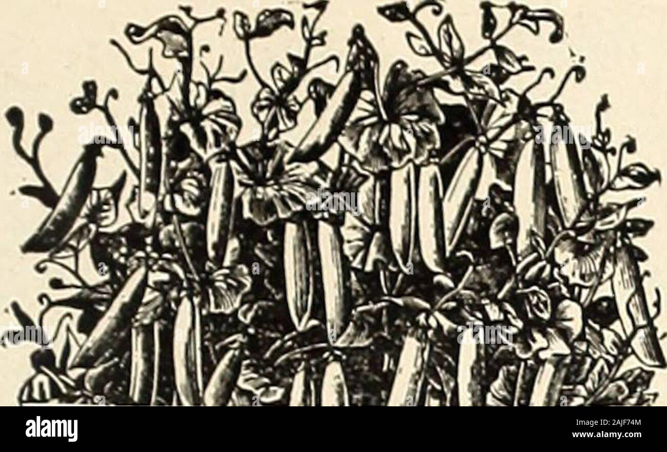 H.W Buckbee Samen und Pflanzen Guide: 1905. BEEFSTEAK IST DIE BESTE TOMATE. Vergessen Sie es. H.w. BUCKBEE, Rockford, Illinois. Ein 9. Neue EVERBEARING GEWÄHRT. | Iiis neue Vielfalt von Meine eigene Einführung ist unquestion - gekonnt die feinsten Mittleren und Späten Erbse überhaupt angeboten, in den Sie nur nach dem frühen Sorten sind throughbearing. Diese Eigenschaft macht es eine außergewöhnlich wertvolle sortieren. Es ist ein üppiger Züchter, ein Wachstum von 3 bis 4 Fuß hoch, ist eine enorme outbiddingall ylelder, völlig andere Sorten. Grand Gute spät Erbse - Die Hülsen sind von guter Größe und al-Möglichkeiten gut mit außergewöhnlich gefüllt Stockfoto H.W Buckbee Samen und Pflanzen Guide: 1905. BEEFSTEAK IST DIE BESTE TOMATE. Vergessen Sie es. H.w. BUCKBEE, Rockford, Illinois. Ein 9. Neue EVERBEARING GEWÄHRT. | Iiis neue Vielfalt von Meine eigene Einführung ist unquestion - gekonnt die feinsten Mittleren und Späten Erbse überhaupt angeboten, in den Sie nur nach dem frühen Sorten sind throughbearing. Diese Eigenschaft macht es eine außergewöhnlich wertvolle sortieren. Es ist ein üppiger Züchter, ein Wachstum von 3 bis 4 Fuß hoch, ist eine enorme outbiddingall ylelder, völlig andere Sorten. Grand Gute spät Erbse - Die Hülsen sind von guter Größe und al-Möglichkeiten gut mit außergewöhnlich gefüllt Stockfoto