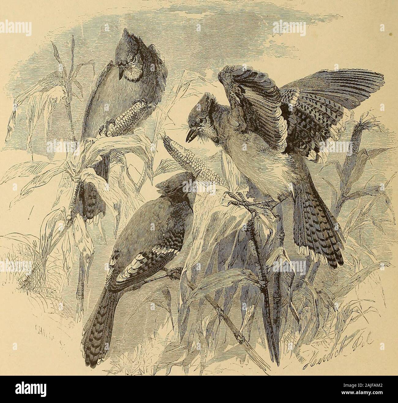 Amerikanische Kunst und Amerikanische Kunst Sammlungen; Essays über die künstlerischen Fächer. h Einwanderung, - Alfred Bobbett, John Andrew, und Robert Carter (hereas Frank Leslie bekannt), - die native Graveure zu mehr Aktivität zu rühren. Dann die Amerikanische TractSociety nahm einen neuen Aufbruch. Unbekannt als Verlag, mit Ausnahme von Flächen und religiousbooks, ein Paar für die junge Illustrierte mit billigen Schnitte, erbärmlich gedruckt, die Sie jetzt launchedout weit; gekauft besser Pressen, die künstlerische Leitung und betterwork abzielen. Die allgemeine Qualität von Holz - Gravur begann als die Nachfrage nach IT-Aufliegern etc. zu verbessern. Stockfoto