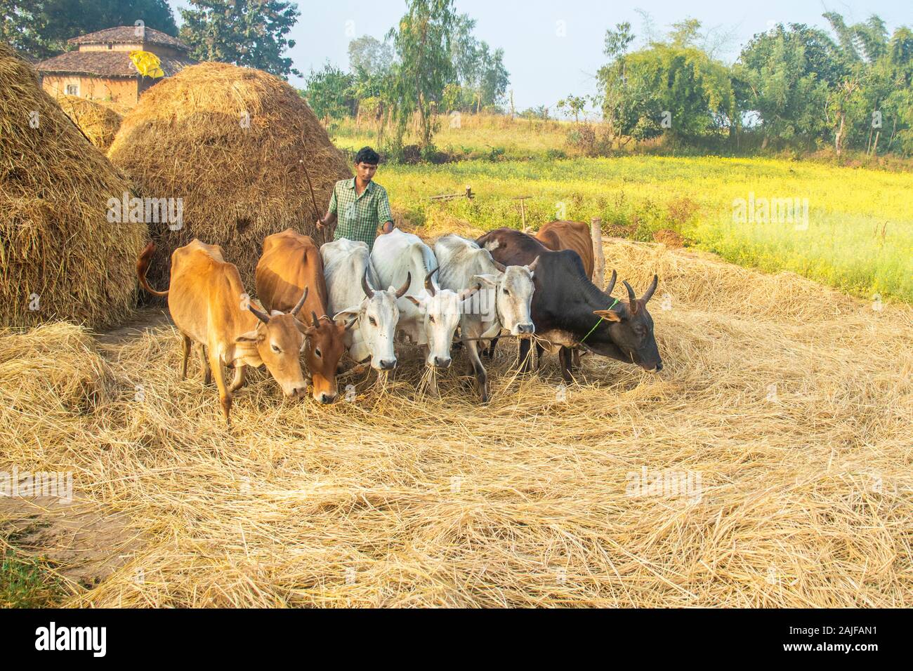 SIJHORA, Madhya Pradesh, Indien, 28. NOVEMBER 2019. Traditionell Landwirte paddy Kultivierung durch Rinder. Stockfoto