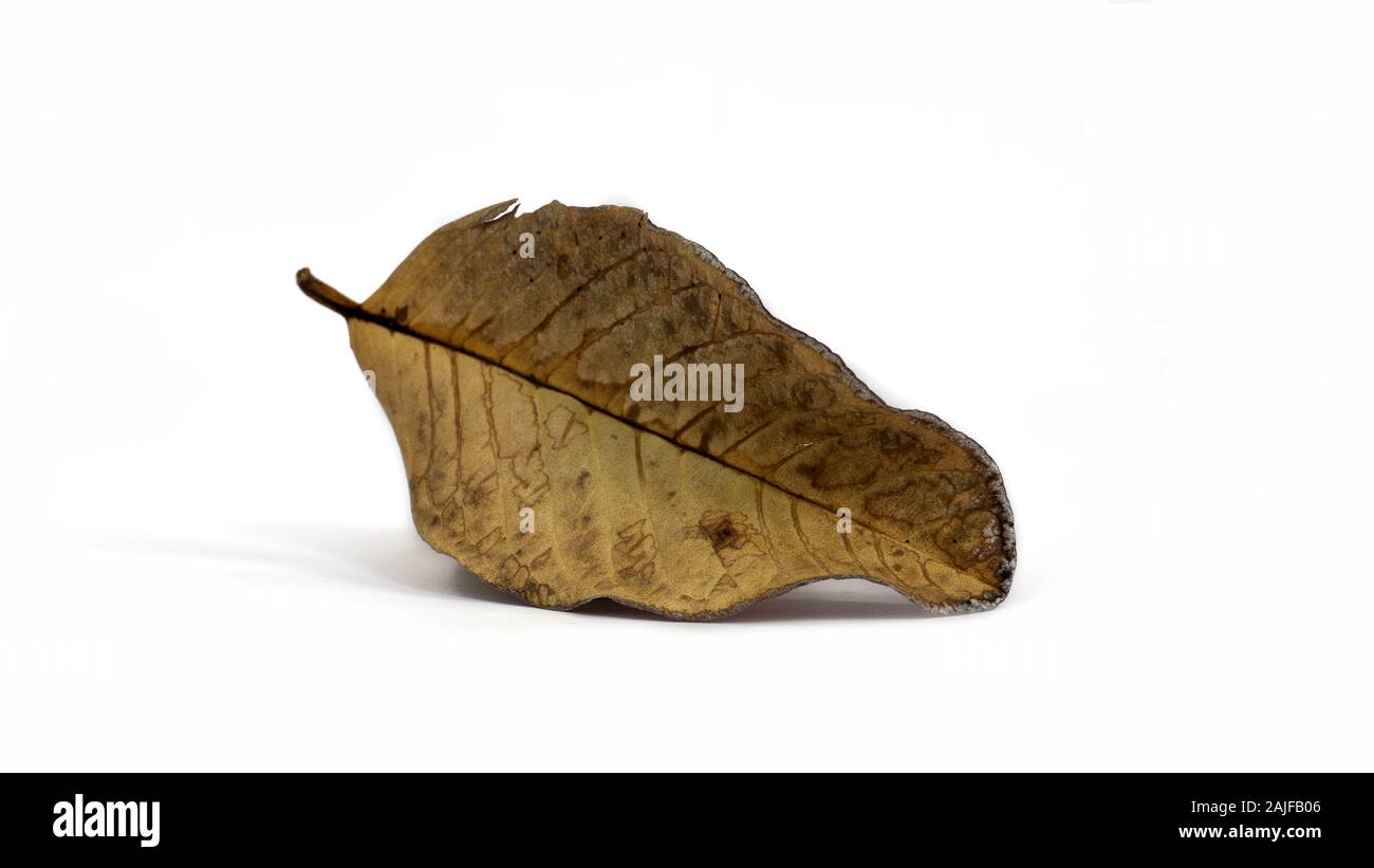 Trockenes Blatt auf weißem Hintergrund Stockfoto
