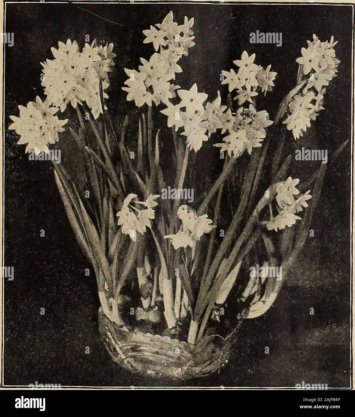 Dreer ist Herbst Katalog 1918. Narzisse Papier Whitb GrandifloraGrown in eine Schüssel mit Wasser und Kieselsteinen COLI^ ABSCHNITT VON POI^ YANXHUS NARZISSE 3 Jede der 6 Namen sortiert, 18 Birnen $ 0 75 6 6 36 1 40 12 6 72 2 50 25 6 150 4 75 JONQUILS (Narcissus Jonquilla Odorus) und Jonquils sind eine kleine blühende Art des Narziß und sind prizedfor Ihre anmutige, golden, duftenden Blüten und die einfache withwhich sie angebaut werden können. Ein halbes Dutzend Lampen können in einem 5-Zoll-Pot gesetzt werden, und mit der gleichen forHyacinths treatmeOt wie empfohlen (siehe Seite 2), ein feines Dis-play kann von Januaryto April hatte. Liberale einpflanzen Sh Stockfoto