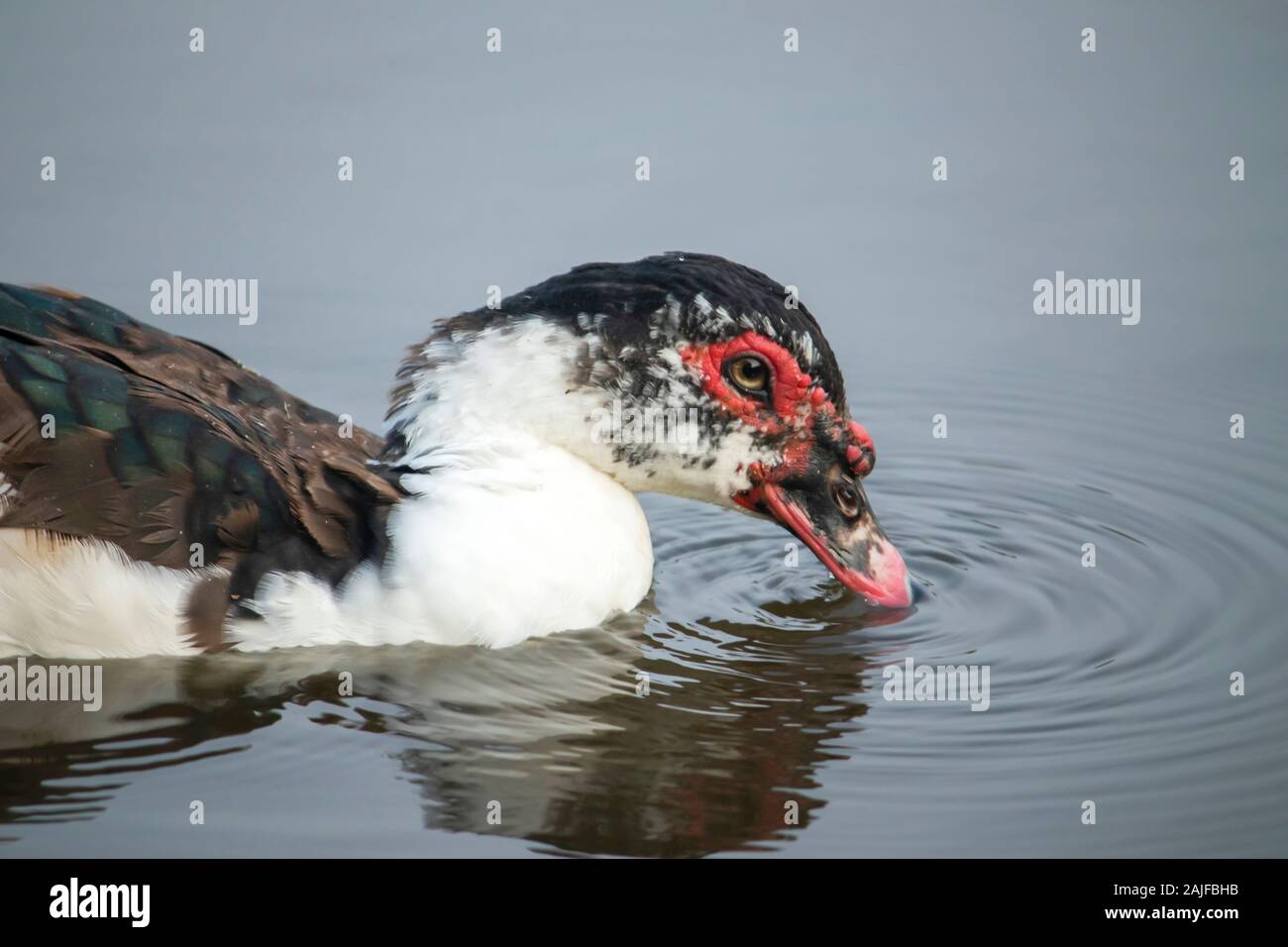 Stockente Wildente Trinkwasser aus Teich Stockfoto