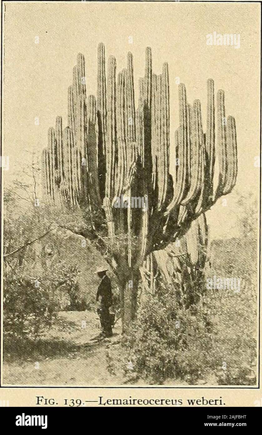 Die Cactaceae: Beschreibungen und Abbildungen von Pflanzen der Familie der Kakteen. Abb. 138.- Lemaireocereus deficiens. Weberi Lemaireocereus. 15. Lemaireocereus queretaroensis (Weber) Safford, Ann. Rep. Smiths. Inst 1908: Pi. 6, w. 2. 1909. Cereus qiieretaroensis Weber in Mathsson, Monatsschr. Kakteenk. i: 27. 1891. Pachycereus qiieretaroensis Britton und Rose, Contr. Us-Nat. Kraut. 12:422. 1909. Anlage 3 bis 5 Meter hoch, mit einer kurzen woody Trunk, viel über verzweigte; Rippen 6 bis 8, Prominente, stumpf; Areolen ca. 1 cm. Abgesehen, groß, braun-wollig, sehr Glanduläre; Stacheln 6 bis 10, bei der der erste ROTE, Bec Stockfoto