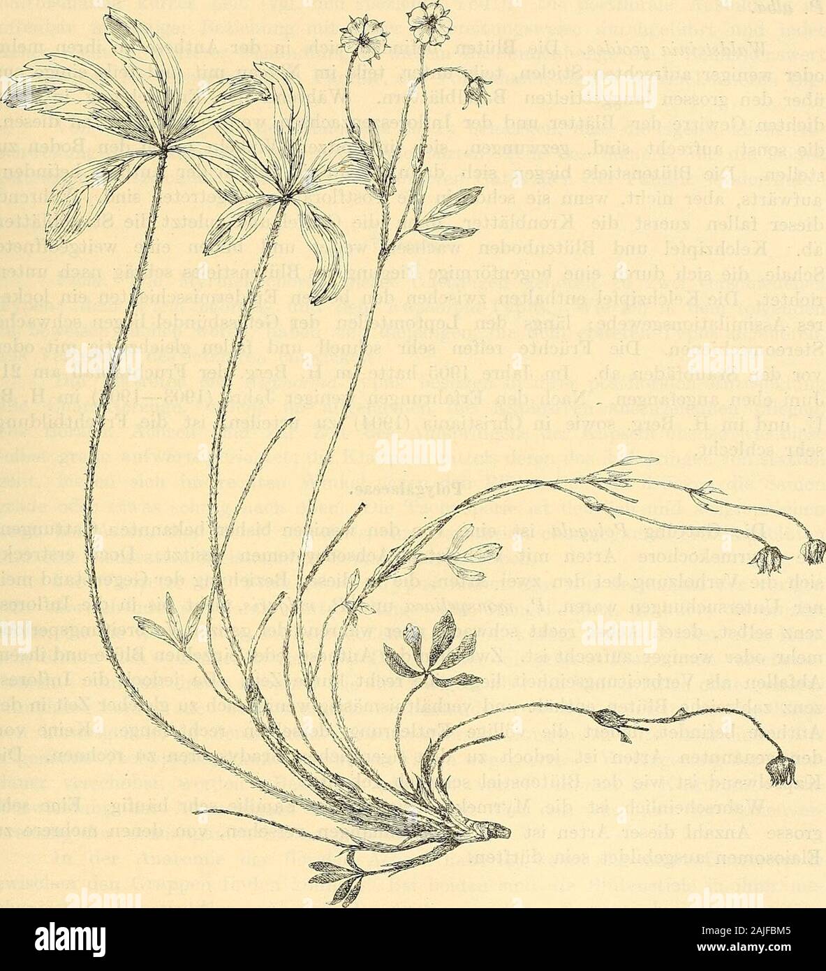 Svenska vetenskapsakademien handlingar. st. 19 Ve 03) mit zahlreichen, sterilen Stempeln versehen ist, wächst etwas, doch nicht so stark wie bei den anemochoren Potentilla-Arten. Un-mittelbar unter dem Kelche maclit der Blumenstiel eine karpotropische Biegung. Gleichzeitig beginnt er zu erschlaffen, und wenn alle Bliiten der Infloreszenz daspostflorale Stadium erreicht haben, hat die ganze Infloreszenzachse your Turgeszenzso verloren, ohne sich über Avie sterben Arten anemochoren ballistisch zu verstärken, dasssie am Boden unter den Blättern öder zu liegen kommen. Der 5/6 der ganzenPostfloration grii Stockfoto