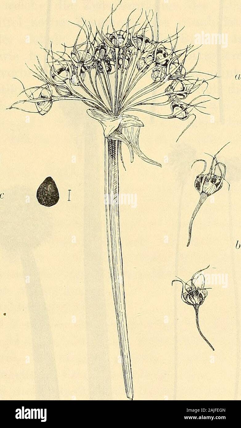 Svenska vetenskapsakademien handlingar. und; - die Einspritzdüse ist kleiner; aber sein Bau ist kräftiger. Sterben Bliiten Artikel ziemlich nahe aneinander und in einer Halbkugeligen biz Sonnen - Schirmförmigen Dolde eine 1 - 2 cm langen Stielen. 3 Samen der Kapsel werdener KUNGL Sterben. SV. VET. AKADEMIENS HANDLINGAR. BAND 41. N: 0 7. 261 niittels der Biz schnell die Grundlage geplatzten, eraporgerichteten Klappen (Vgl. ^ 4. viclo - RIALE) und der breiten, einwärtsgebogenen Kelchblätter, sterben zweima] länger als dieKlappen Sindh, zurlickgehalten. Die Griffel sind abgefallen. b) Sterben Verbreitungseinheiten bestehen nur in de Stockfoto