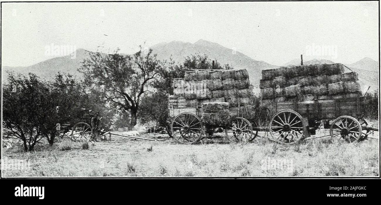 Die Tragfähigkeit der Beweidung reicht im südlichen Arizona. Abb. 1.-Pressen von Heu auf der Santa Rita Bereich finden im September 1914. Abb. 2.-Ballen Heu auf der Reserve bereit, auf einem Bauernhof in theValley, 25 Km geschleppt werden. Stockfoto