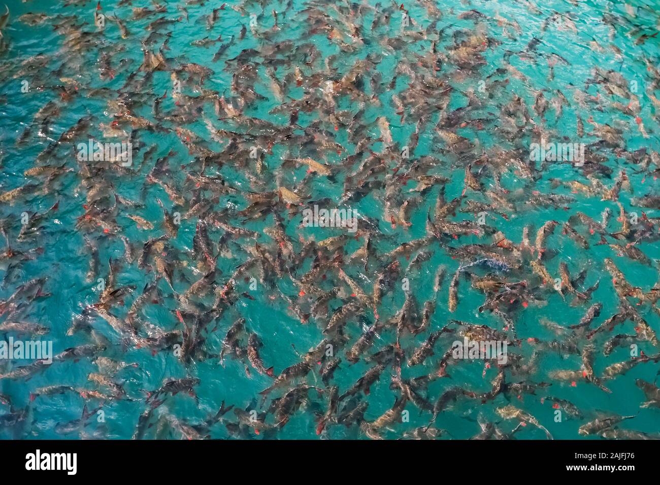 Große Gruppe von Red Tail Karpfen im Khao Sok National Park Stockfoto
