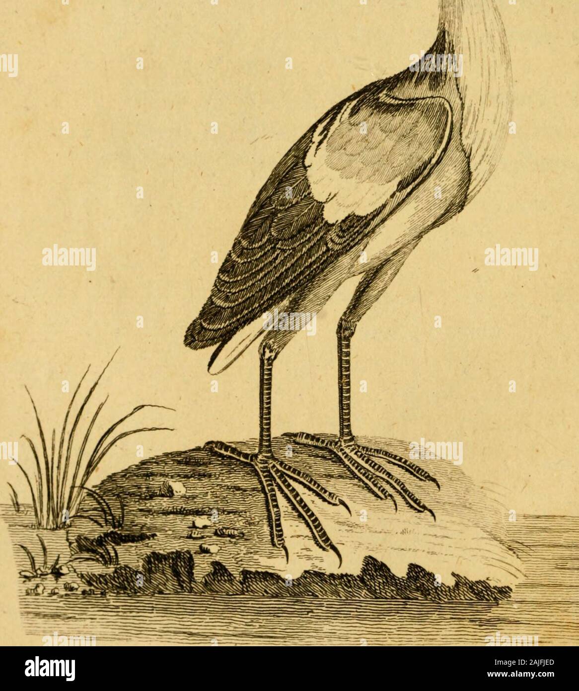 Britische Zoologie. Anhang. 6 33 VIII. Die KLEINE ROHRDOMMEL. Ardeola (le Blongios) Brif-Moofs - Kuh.) Kram. 348. /Auf einem &Lt;v. V. 497 Tab. 40. Boonk oder langen Hals. S&axvs Jig. I. Trawlsy 255. Ardea Scheitelpunkt dorfoque Ni-Ard # eine Minuta. Lin. fyft. 240. Gris, collo antice et alarum Kleiner Rohrdommel. Frijcb, Te & ricibus lutefcentibus. Ii. 206. 207. (Stauden Ragerl, Kleine Ed - - w.av. 275. Diese fpecies fhot war, wie er auf einen der Bäume im Steinbruch oder publicwalks inShrew/thront begraben, an den Ufern des Severn; es ist fre - quent in vielen anderen Teilen Europas, aber die Onlyone wir je in England gehört. T Stockfoto