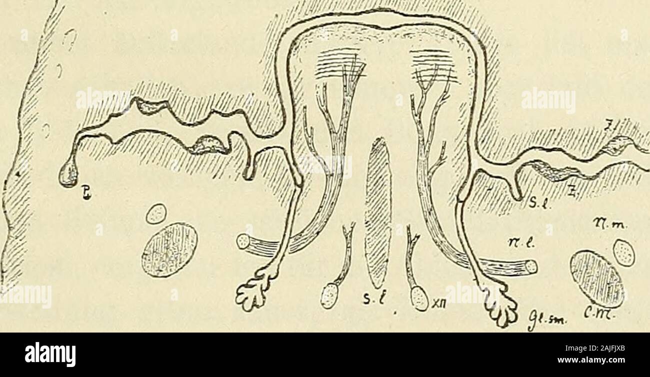 Anatomie menschlicher Embryonen. Abb. 64. Durchschnitt durch die Mundhöhle TOm Embryo Seh. Vergr. 20. Zg Zunge, D. s Ductus submasillaris, S. l Sulcns subungualis, - iV. l Nerv, Lingualis, i^. m Nerv, Mandibularis, i^./Nerv, facialis, C J/Warenkorb. Meckeli. Ijl/jillLi^. 0 c^P Abb. 65. Schrägschnitt durch die Mundhöhle vom Embryo Zw. Vergr. 18. Abtrennung des Submasillarganges. S. 2 Septum linguae, K.l Kerv. Ling., XII N. hypogl, cm Warenkorb. MbckeIjI, Nm Nerv, Mandibularis, Ol. sm Glandula submaxillaris, S. l Sulcus Zahnanlage subungualis, Z, P Parotisanlage. eng und tief geworden ist. Ueber den genaue Stockfoto