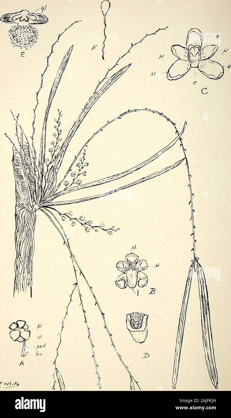 Umfassenden Katalog von Queensland Pflanzen, Einheimische und Eingebürgerte, zu denen hinzugefügt werden, soweit bekannt, die Aborigines und anderen volkstümlichen Namen; mit zahlreichen Abbildungen und reichlich Notizen auf die Eigenschaften, Funktionen, &c., der Anlagen. s dieser Orchidee von Herrn J. Silcock, in der Nähe von Brisbane gewachsen, und der einzige Unterschied, den ich finden kann, ist in der tiefen, dunkelroten Farbe der Blume, die im reflektierten Licht appearsalmost Schwarz. Im Queensland Flora, S. 1547. underC canaliculatum, Ich lenkte die Aufmerksamkeit auf die große Variabilität in thecoloring und Markierungen der Blumen, und da ich nicht gesehen hatte, Stockfoto