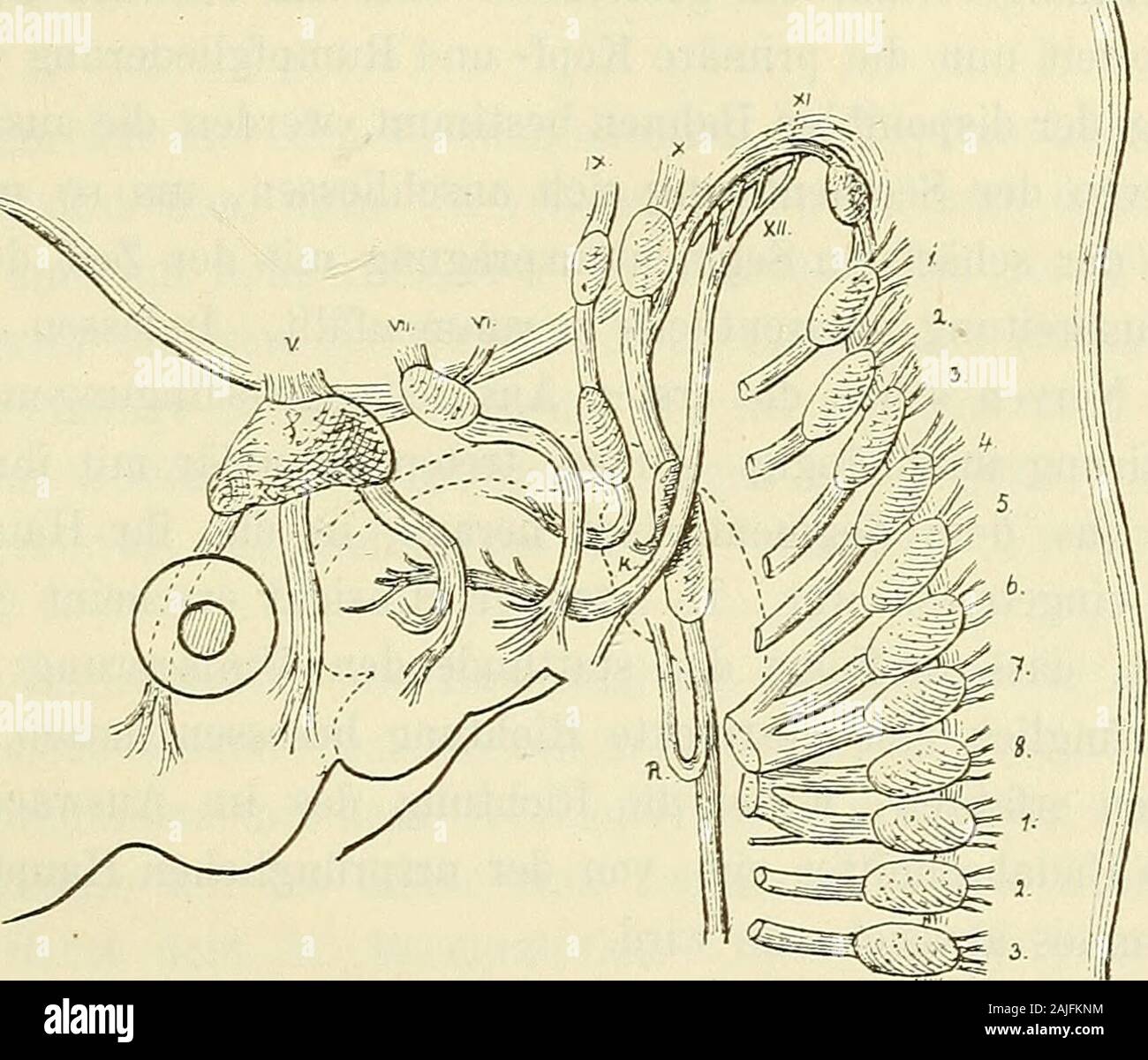 Anatomie menschlicher Embryonen.des Facialis, sowie den späteren Arcus tonsillaris des N. glossopharyngeus. Es folgt aus der in früheren Abschnitten der Schlundbogen erörtertenUebereinanderschiebung wiederholt, dass der DM 4 Bogenangehörige N. laryngeus sup.bin meisten medialwärts zu stehenkommt, und dass auch der N. glossopharyngeus weiternach hinten nicht allein, sondern auch mehr nach innen Balatonfüred, als der N. fa-Sterben Kopfnerven und ihre Beziehungen zu den Gliedern des Kopfes. 89 Cialis. Der N. giossopharyugeus tritt, der Richtung des zugehörigenSchlundbogenwulstes Zungenwurze gemäss im Sterben Stockfoto