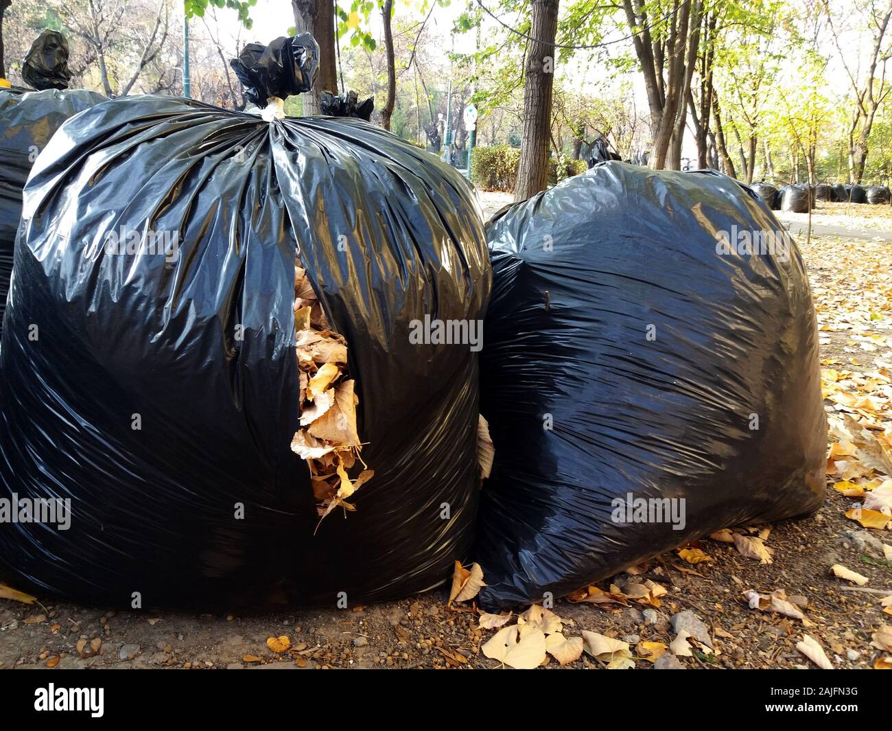 Gefallenen Blätter im Herbst in biologisch abbaubaren Plastiktüten gesammelt. Schwarzer Kunststoff Abfallsäcke im Park, Herbst Reinigung. Stockfoto