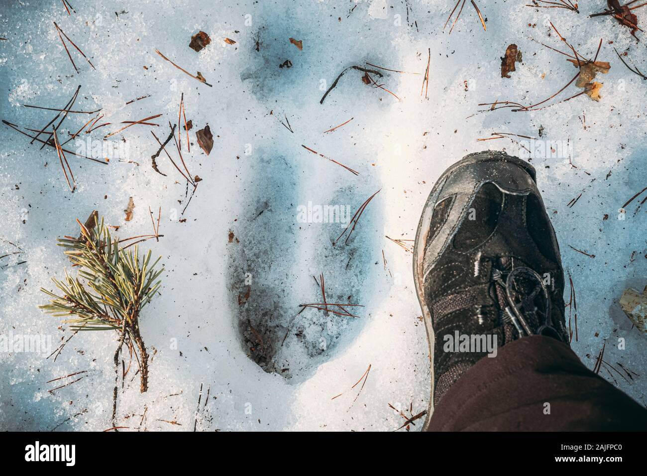 Impressum Eines Elk Trail auf Schnee. Vergleich mit der Größe einer Person. Elche Trail auf Waldboden im Winter. Weißrussland oder Europäischen Teil R Stockfoto
