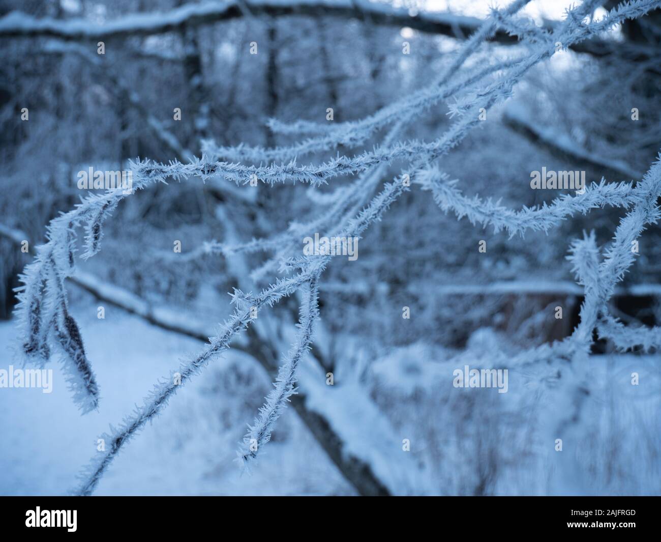 Nahaufnahme von Eiskristallen auf einem gefrorenen Zweigstelle in einem Winter Forest. Die Kristalle der Branche gegen eine Snowy White Winter Forest. Stockfoto