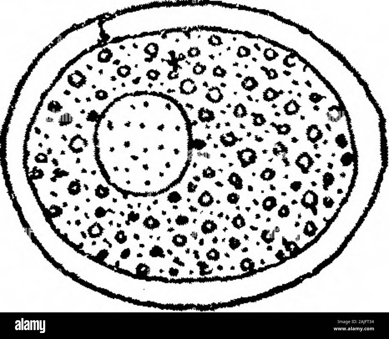 Bemerkungen zu Coprozoic Flagellaten: Zusammen mit einem Vorschlag, die Bedeutung der Kinetonucleus in der Binucleata. II 12 13 ICH Text-Bild. C.-Konjugation in Cercomonas tongicavda, aus Skizzen zum Zeitpunkt der Beobachtung gemacht. drei Zahlen (12-14) zeigen verschiedene Größen des voll entwickelten Zysten. Der letzte der definitive Zyste - Wand gebildet wird, kann ich nicht sagen. In einer Kultur, die auf oneday Nummern dieser Doppel-Formularen, die in den verschiedenen Stadien der syngamy, 18 hourslater die große Mehrheit encysted waren, die aktiven Formen verbleibenden über beingsingle Personen. Wie in Monas, es scheint zu b Stockfoto