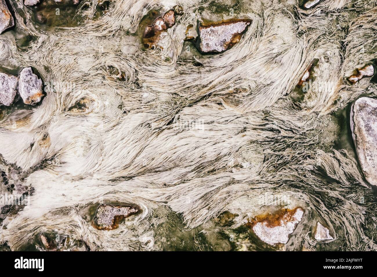 Nahaufnahme Blick von oben auf die weiße Algen Werk in Hot Springs Wasser flatternden Stockfoto