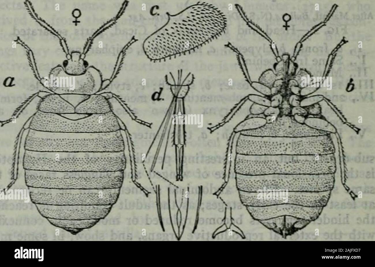 Die Encyclopedia Britannica; ein Wörterbuch der Künste, Wissenschaften, Literatur und allgemeinen Informationen. der Kreidezeit viele der Neuzulassung Familien, wie die Cicadidae, Fidgoridae, Aphidae, Nepidae, Reduviidae, Hydromeiridae, Lygaeidae und Corcidde, hatte sich bereits differenziert. Klassifikation. - Die Anzahl der beschriebenen Arten von Hemipteramust jetzt fast 20.000. Die Bestellung ist in zwei sab-Aufträge unterteilt, die heteroptera und die homoptera. Die anoplura oder liceshould nicht unter den Hemiptera enthalten sein, aber es hat thoughtconvenient kurz zu verweisen. Diese in der Nähe von benachrichtigen Stockfoto