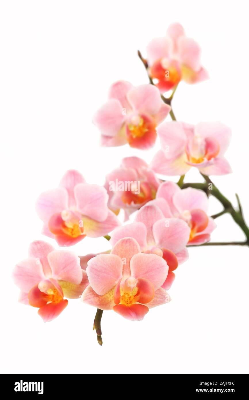 Orchid Rispe mit vielen Blumen Stockfoto