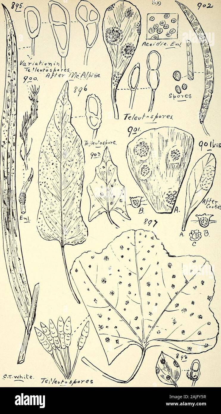 Umfassenden Katalog von Queensland Pflanzen, Einheimische und Eingebürgerte, zu denen hinzugefügt werden, soweit bekannt, die Aborigines und anderen volkstümlichen Namen; mit zahlreichen Abbildungen und reichlich Notizen auf die Eigenschaften, Funktionen, &c., der Anlagen. inoides. (Abb. 912.) Actinothecium, Ces. Scortechinii, Sacc. und Berl. - Auf Blätter von smilax. Melophia, Sacc. AYoodsiana, Sacc. und Berl.-Auf der phyllodia von Acacia har-pophylla. Familie Melanconi/EI. Hainesia, Ell. et Sacc. Aurantiaca, Mass-Frucht der Endiandra insignis. (Bild 9 ICH 3-) Glceosporium, Mont intermedium, Sacc. - Auf Blätter von Hoy eine Austral. Stockfoto