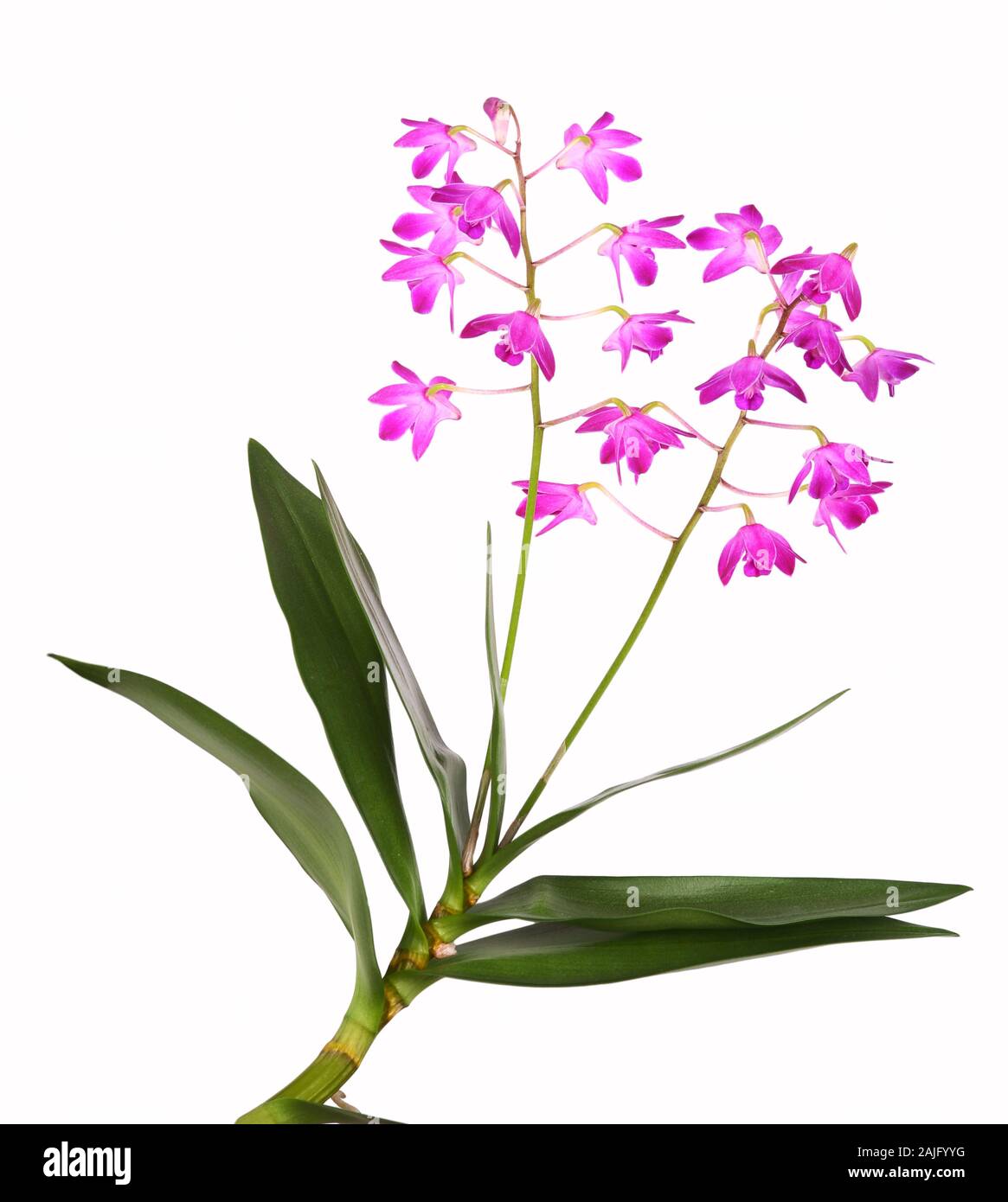 Rispe mit rosa Dendrobium orchid Stockfoto