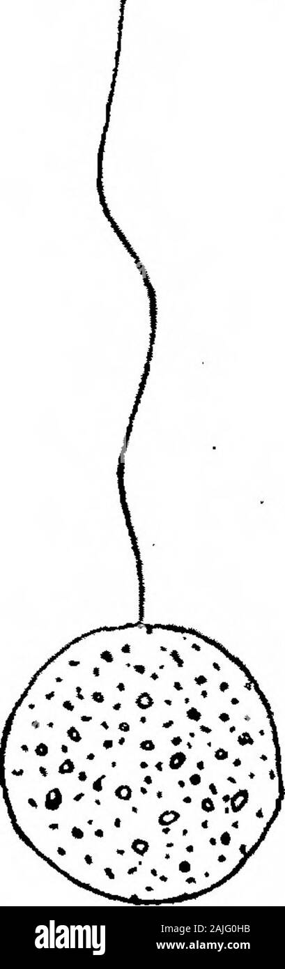 Bemerkungen zu Coprozoic Flagellaten: Zusammen mit einem Vorschlag, die Bedeutung der Kinetonucleus in der Binucleata. tistenk./Vol. 34, S. 138 (1914). Und DIE BEDEUTUNG DER KlNETONUCLEtTS in der BlNUCLEATA. 385 Der Prozess der syngamy ist nahezu identisch mit dem im Ilelkesimastix. Phase init wurden zuvor gesehen, aber als Vertreter der Abteilung betrachtet. Damit Kentsfig. 20, Platte 14 (nach Stein) und Wenyons text-Abbn. 1 und 4 (A.a.o.) showingforms mit verdoppelten Flagellen, wirklich repräsentieren Konjugation. Eine sehr große Hilfe indistinguishing zwischen Personen, die sich in Fiss Stockfoto Bemerkungen zu Coprozoic Flagellaten: Zusammen mit einem Vorschlag, die Bedeutung der Kinetonucleus in der Binucleata. tistenk./Vol. 34, S. 138 (1914). Und DIE BEDEUTUNG DER KlNETONUCLEtTS in der BlNUCLEATA. 385 Der Prozess der syngamy ist nahezu identisch mit dem im Ilelkesimastix. Phase init wurden zuvor gesehen, aber als Vertreter der Abteilung betrachtet. Damit Kentsfig. 20, Platte 14 (nach Stein) und Wenyons text-Abbn. 1 und 4 (A.a.o.) showingforms mit verdoppelten Flagellen, wirklich repräsentieren Konjugation. Eine sehr große Hilfe indistinguishing zwischen Personen, die sich in Fiss Stockfoto