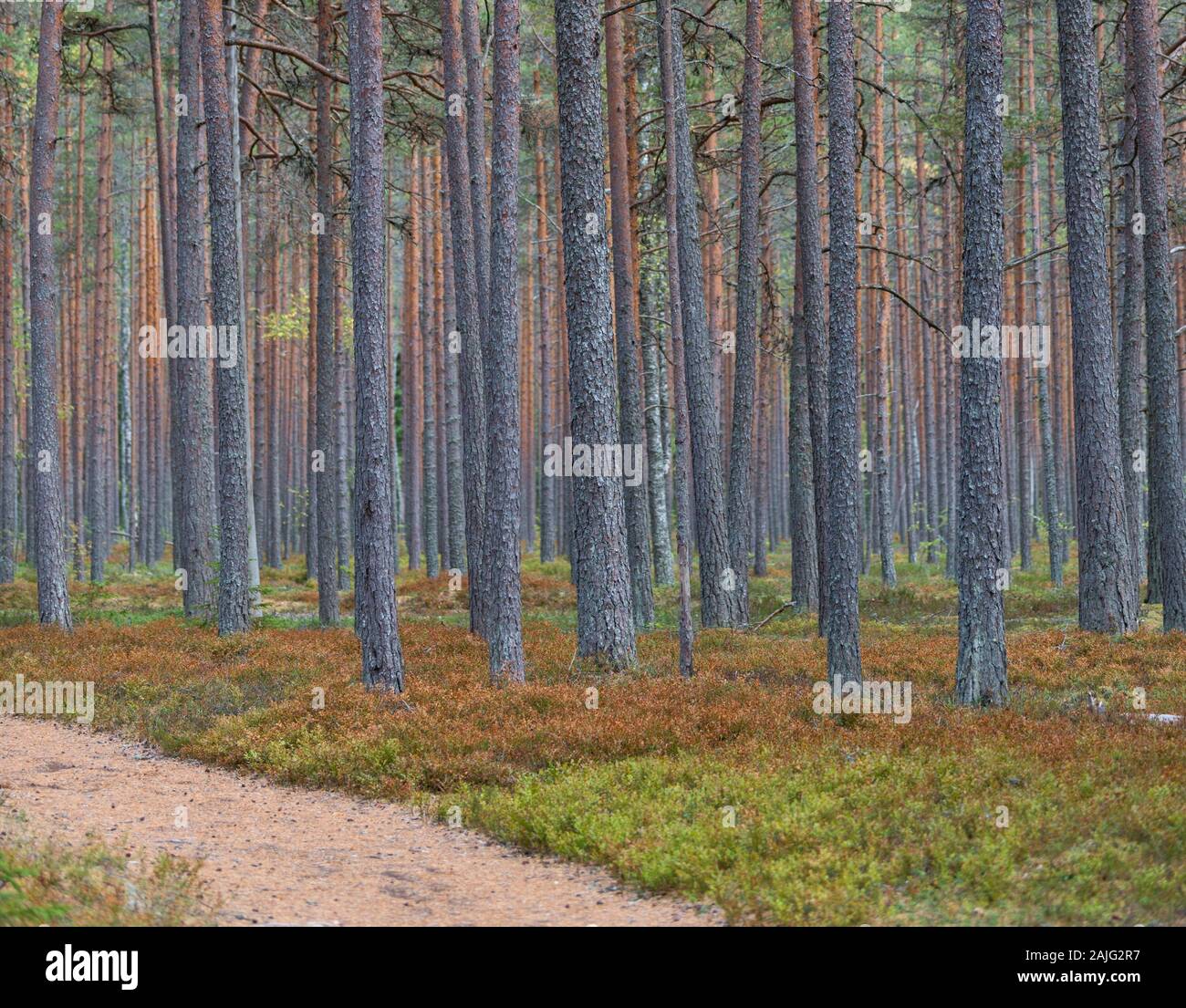 Pinienwald mit bunten Trunks im Sommer. Wandern Route unter Kiefern im Lahemaa Nationalpark, östlich von Tallinn. Wald Hintergrund, Baum Hintergründe Stockfoto