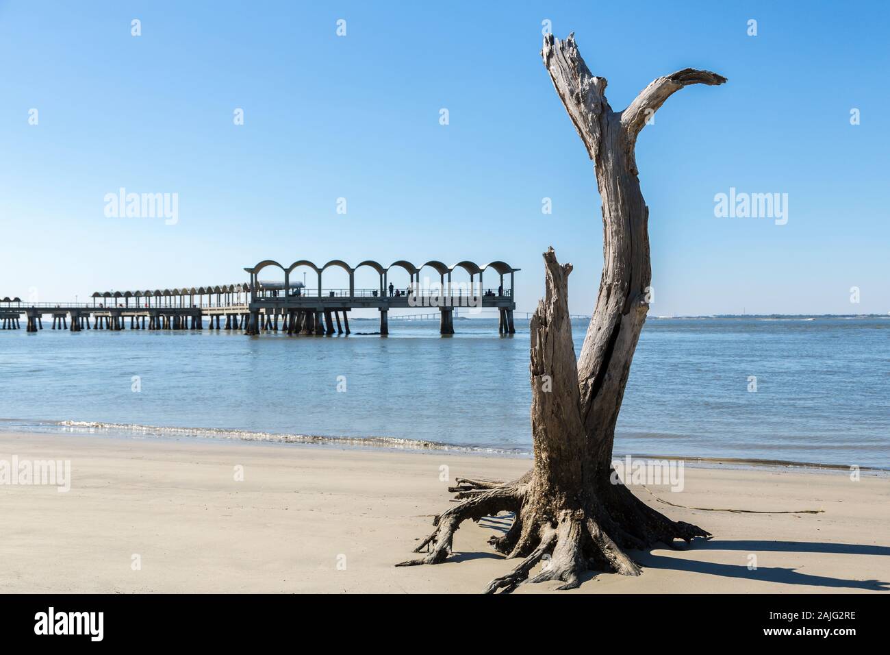 Toter Baum und Pier, Driftwood Beach, Jekyll Island, GA, USA Stockfoto