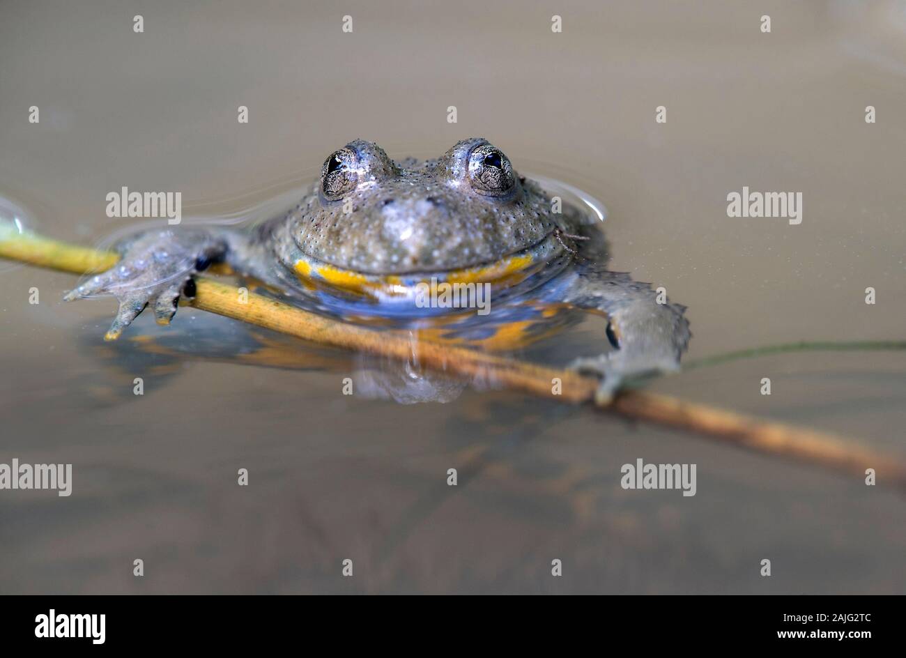 Gelbbauchunke (Bombina variegata) erkennbar an der herzförmigen Schüler, Familie von Fire-bellied Kröten (bombinatoridae), Haute-Savoie, Frankreich Stockfoto