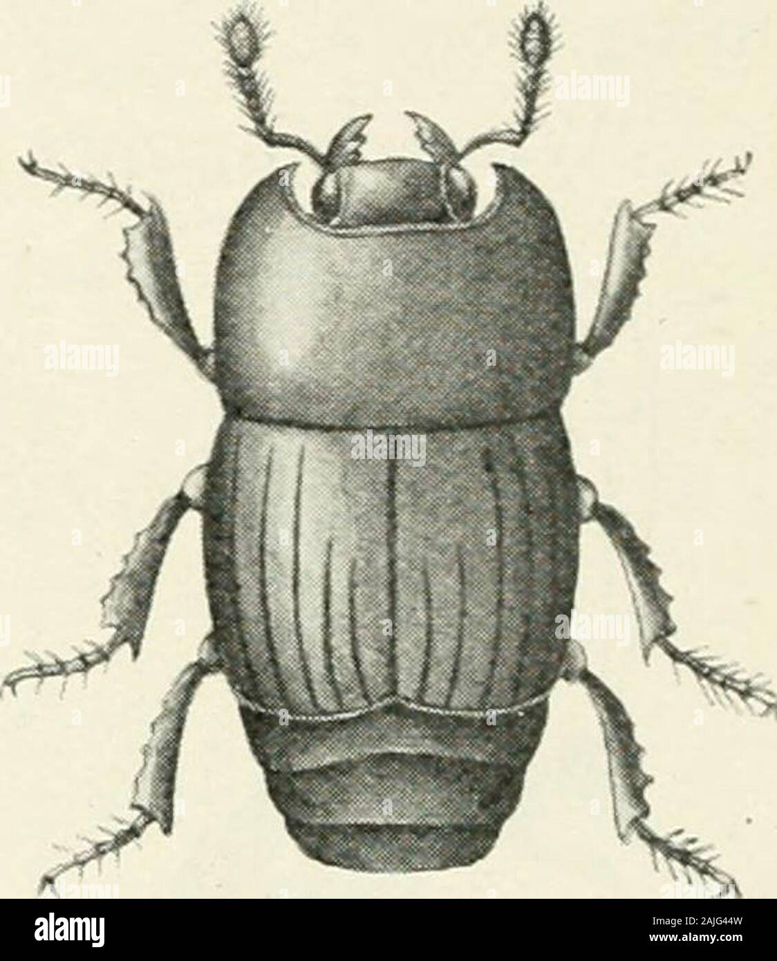 Indian Forest Insekten Coleoptera von wirtschaftlicher Bedeutung. X8;. 362.- Platysoma rimae, Lewis, Räuberisch auf Scolytusmajor, Online. Nord-west Himalaya. Leben Geschichte. - Die erste Generation des Jahres dieses histerid beetleis in verschiedenen Spezies von Nadelbäumen in gefunden werden kann. Eine zweite generationhas gegen Ende Juni wurde in Neu gefällt deodar genommen - Bäume durch die Rinde whichwere Scolytus ovipositing befallen - Bohrer in den Bäumen. Thehisterid Käfer wurden in das Ei gefunden - Galerien von der Rinde - Bohrer, und wereapparently in ihre Eier in die Tunnel. Es ist wahrscheinlich, dass hister Stockfoto