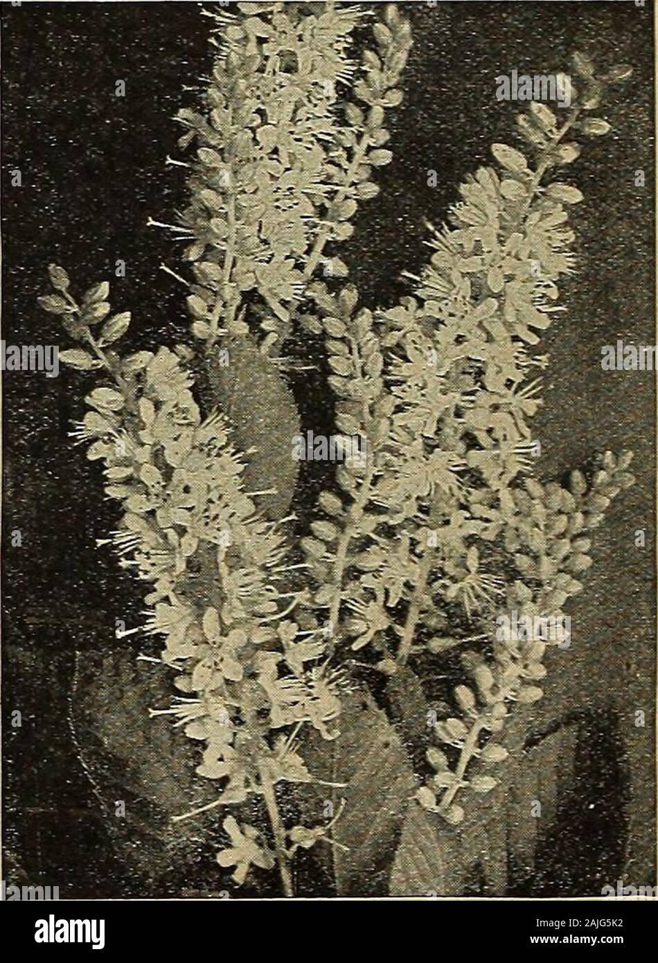 Vaughan Same Store. 4 bis 2 ft., 30 c; 2 bis 3 ft., 40 c; 3 bis 4 ft., 60 c. CLETHRA ALNIFOLIA FAO. © wenn VASIRBIHIABPS SEHTffBOH eAgMDBMm® BL 3 LTPgTB&A, ffIB 3 B&gt;&gt; (5 SHg&lt; g ^ ©@^ME) EW 41 TTOIRg HYDRANGEAARBORESCENS GRANDIFLORA SCHNEEBALL (C) Diese neue amerikanische Hortensien gefunden wurde wild wachsenden vor einigen Jahren in den Wäldern von Ohio und ist einer der schönsten Hardy blühende Sträucher. Itsgreatest wert, abgesehen von seiner Schönheit, ist, dass es in voller Blüte nur nach theflowering Zeit der Flieder, Syringas, Viburnums und Feder - blühende Spiraeasand weiterhin auf im August kommt. Die rispe ist mehr lik Stockfoto