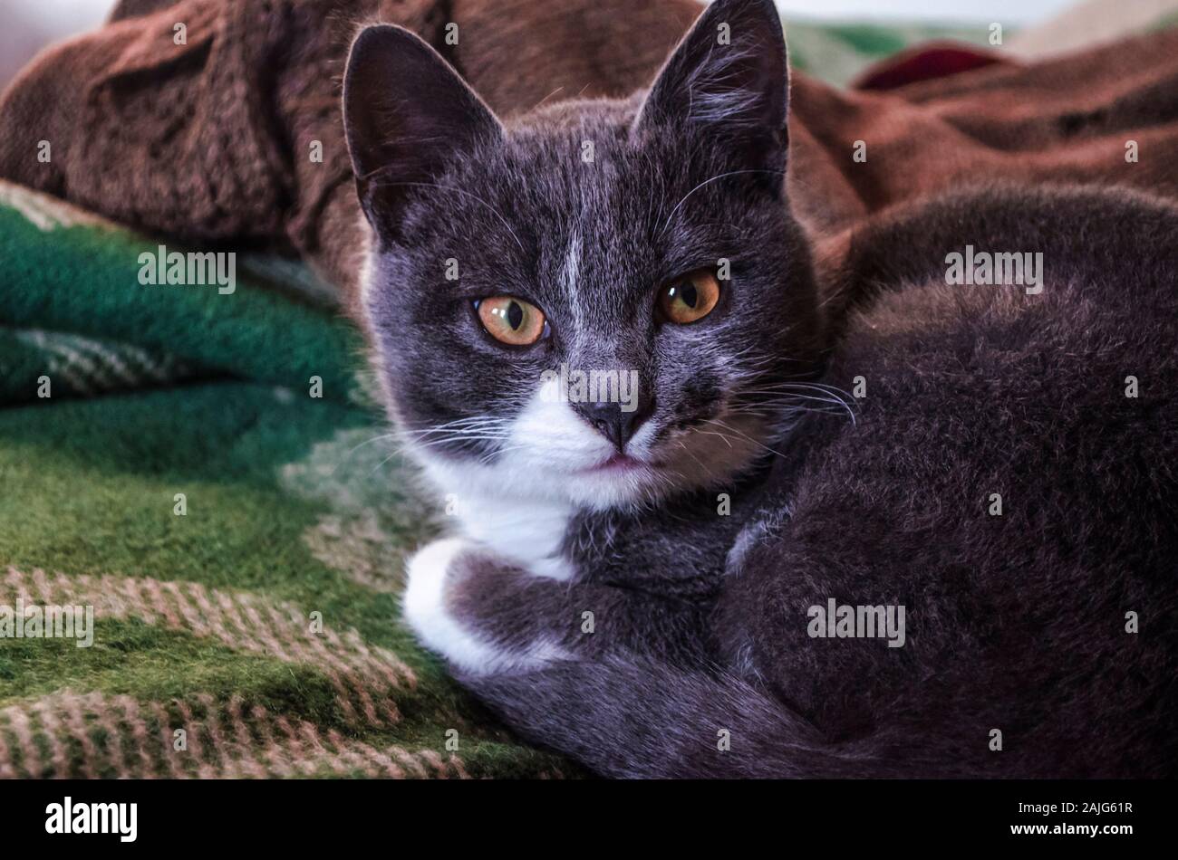 Eine intelligente, niedliche graue Kätzchen mit großen expressiven gelbe Augen sitzt auf einem grünen Wolldecke. Stockfoto