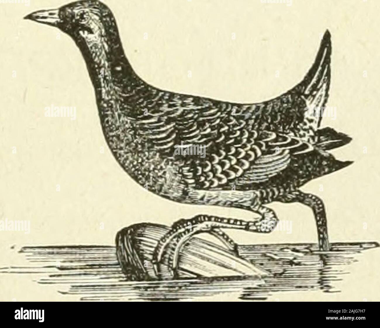 Bulletin - United States National Museum. Abb. 88. - 1880 Schiene. 197. (180.) Rallus elegans und. Süßwasser-Sumpf - hen; König Schiene; König Ortolan. Im Frühling und Herbst Migranten, die restlichen aber eine kurze Zeit im eachseason. Es ist vor allem im Herbst, wenn die marshesare so unaufhörlich von den Gunners, aber niemals Gemeinsame beobachtet. [G7 GJ 198. (181.) Rallus virginianus Linn. Virginia Rail; König Ortolan. Im Frühling und Herbst Migranten; sehr selten an der formerseason beobachtet, und zu keiner Zeit reichlich vorhanden. Gefunden am gleichen Zeiten undin den gleichen Orten wie die Sora. [G 77 J 199. (182.) Porzan Stockfoto