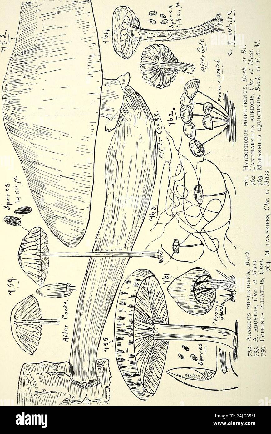 Umfassenden Katalog von Queensland Pflanzen, Einheimische und Eingebürgerte, zu denen hinzugefügt werden, soweit bekannt, die Aborigines und anderen volkstümlichen Namen; mit zahlreichen Abbildungen und reichlich Notizen auf die Eigenschaften, Funktionen, &c., der Pflanzen. Brot. Cantharellus, Adams. eibarius. Pommes. - Die Pfifferlinge; genießbare, aber in der Regel nicht gefallen, aureolus, Cke. et Messe. (Abb. 762.) aurantiacus, Pommes. foliolum, Kalelib. Arrhenia, Pommes. (Apus) cupularis, Pommes = Cantharellus cupularis, Pommes. Marasmius, Pommes. Urens, Pommes. pilopus, Grünkohl Jib. erythropus. Pommes. cauticinalis. Pommes. putredinis, B. und C. h Stockfoto