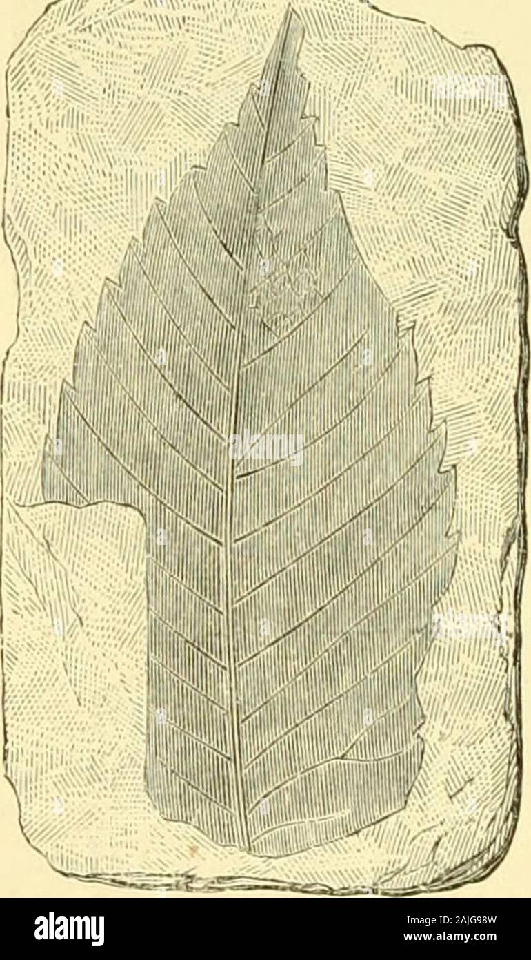 Die Reise der Vega rund um Asien und Europa; mit einem historischen Rückblick von früheren Fahrten entlang der Nordküste der Alten Welt. Der eine Flora mit Ursprung in Japan, sondern dass Sie sincemigrated dahin, von einer ehemaligen Kontinent weiter zu thesouth, die seitdem verschwunden ist. Dr. Nathorsts examinationis noch nicht abgeschlossen, aber selbst wenn dies der Fall wäre, wollen ofspace würde nicht erlauben Sie mir an dieser Stelle ausführlicher zu behandeln. Ich kann jedoch nicht ausschließen, dass es in hohem Grade tomention agreeableto mit dem memoryof der Vega-Expedition am leasta kleiner Beitrag von Connect Stockfoto