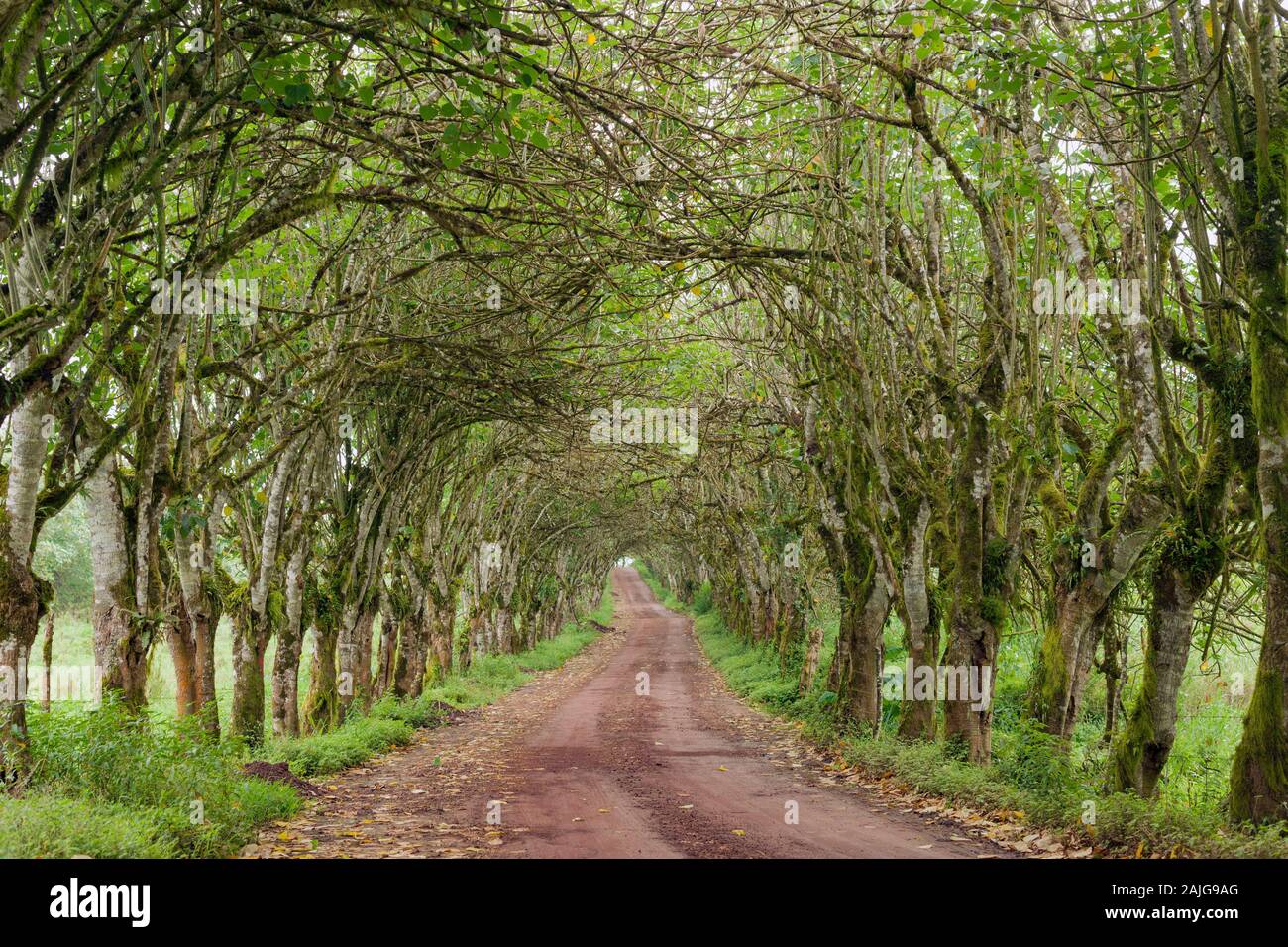 , Von Bäumen gesäumten Straße in der El Chato Hochland auf Santa Cruz Island, Galapagos, Ecuador. Stockfoto