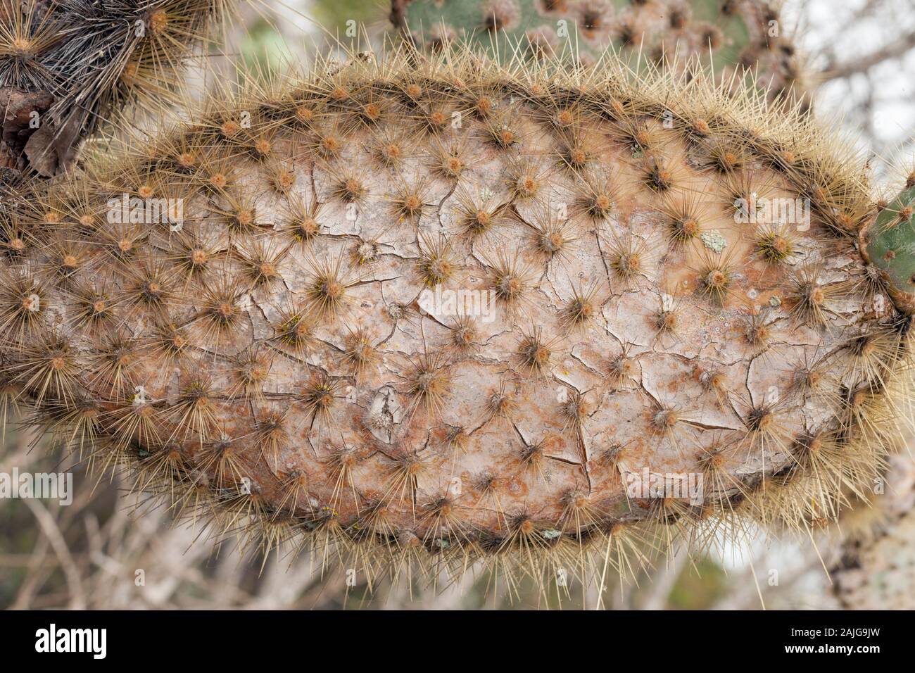 Nahaufnahme von Opuntia (feigenkaktus) Kaktus auf Santa Cruz Island, Galapagos, Ecuador. Stockfoto