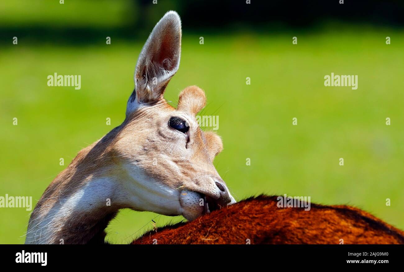Rotwild Teile erreichen, dass andere Hirsche nicht..... vielleicht. Stockfoto