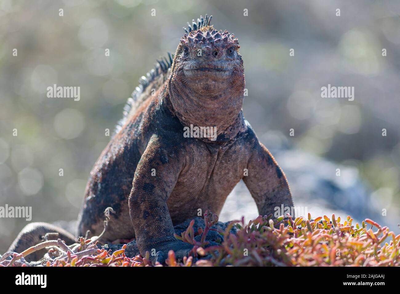 Marine iguana auf South Plaza Island, Galapagos, Ecuador. Stockfoto